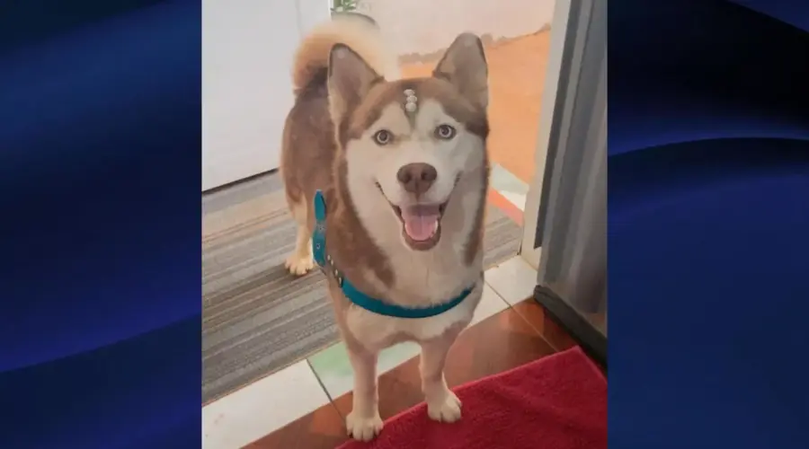 Procura-se por cadela que desapareceu no Jardim do Cerrado